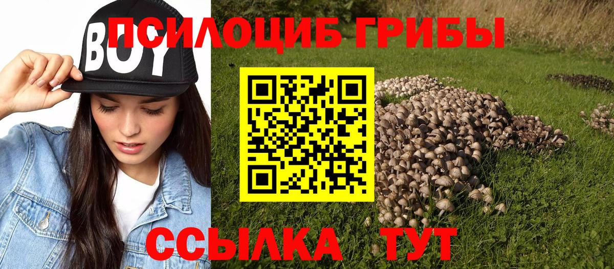 Галлюциногенные грибы Psilocybe  продажа наркотиков  Гудермес  Вход с VPN 